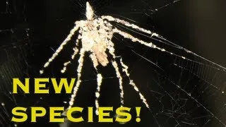 FIRST VIDEO OF NEW SPIDER SPECIES! - Smarter Every Day 78