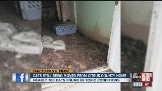 CAT HOARDING HOUSE CITRUS COUNTY