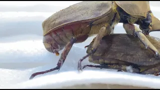 【4K/60fps】Spodistes Grandis failed to mate　グランディスコフキカブトの交尾失敗