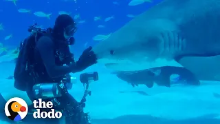 Wild Shark Recognizes Human Best Friend After They Were Separated For A Year  | The Dodo Soulmates