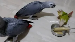 African Grey Parrot Chick's Baby to Adult Free Fly | Full Video Link In Description #featherkids