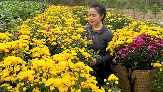 3 days of harvesting flowers, eggplants, tomatoes, and papayas to sell at the market - gardening