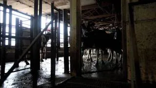 Struggling Iowa Dairy Farmer