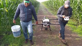 Fumigando contra la diabrótica usando dron