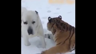 тигр и собака друзья