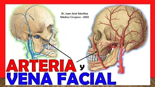 🥇 ARTERIA Y VENA FACIAL, Anatomía - ¡Explicación Sencilla!