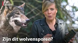 Zó herken je de sporen van een wolf | RTV Utrecht