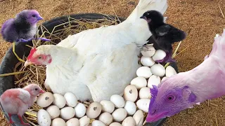 Hen Harvesting Eggs to Chicks Lays on Egg "Fracas and gallina" Small Birds Chicks / Fishcutting