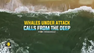 Wion Wideangle: Whales under attack: Calls from the deep