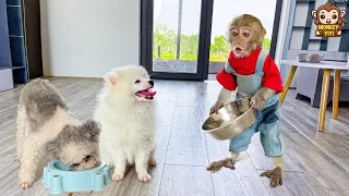 Supper smart! Nanny YiYi takes care of the puppies and her friends