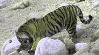 Siberian tiger kills brown bears