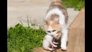 Mama Cat Carrying Baby Kittens I mommy cat carries I Support Stray Animals