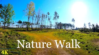 Morning Nature Walk | 4K | ASMR | Forest Hike | Spring Trail | Pure Sounds Of Walk | Virtual Walking