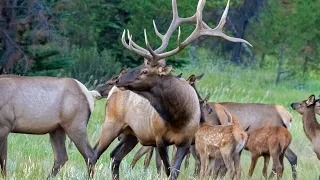 Elk Rut Behavior - Herding and Courting