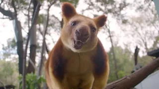 First Ever WORLD TREE KANGAROO Day!