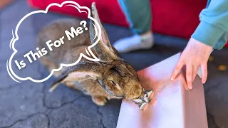 Flemish Giant Rabbit Knows It's A SPECIAL Day,  Today!