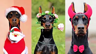 Cute and Funny Dog Videos Compilation: Best of Doberman-Doberman pinscher(Part -1)#Cats and Dogs