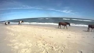 Wild ponies on the beach at Assateague Island National Seashore