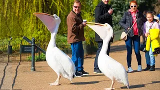 Stunning St James's Park Pelicans London Walking Tour 🇬🇧