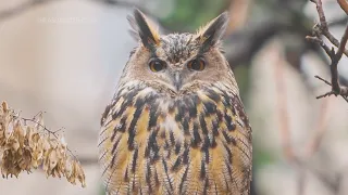 Escaped owl thriving in New York City