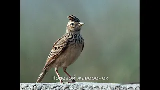 Птицы России Полевой жаворонок