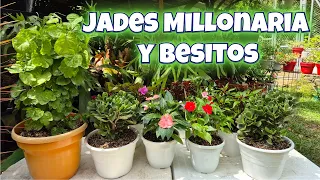 😍TRASPLANTE DE JADES MILLONARIA Y BESITOS para mi jardín te muestro el sustrato/Liliana Muñoz