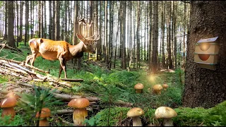 ЗБИРАЛИ БІЛІ ГРИБИ В КАРПАТАХ, ПЕРЕВІРИЛИ ФОТОПАСТКУ А ТАМ...