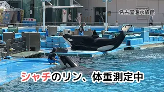 【名古屋港水族館】シャチのリン、体重測定中 / Orca Rin during a weigh-in