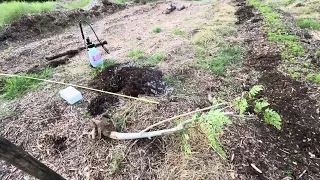 Transplanting a Moringa Tree | Fertilizing and Farm Design