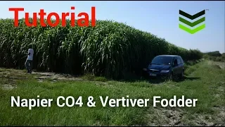 Napier CO4 & Vertiver Fodder Grass- Planting, Irrigation Tutorial