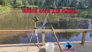 Живой корм для рыбок.