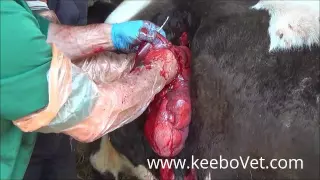 C Section In Farm Cow, See Whole Surgery Performed By Veterinarian Doctors