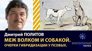 «Меж волком и собакой. Очерки гибридизации у псовых». Дмитрий Политов