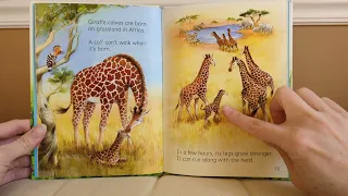 Baby Animals by Usborne Young Beginners~ Read Aloud~Toddler Learning