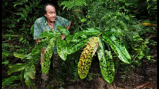 FIELD TRIP WITH PATRICK BLANC, DANUM VALLEY, BORNEO SABAH