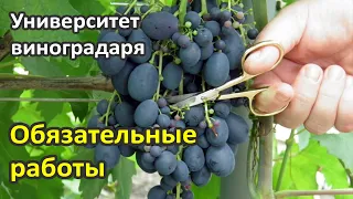 10. Обязательные работы и зелёные операции на винограднике