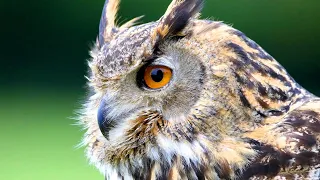 Eurasian Eagle Owl Facts: aka the EUROPEAN EAGLE OWL 🦉