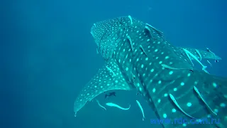 Китовая акула//Whale shark