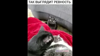 Так выглядит ревность