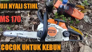 Review STIHL MS 170, Testing Potong Pohon Besar