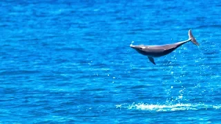 Jumping dolphins