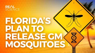 Florida's Plan to Release GM Mosquitoes