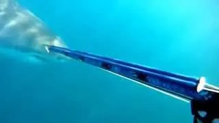 Great White Scares Spear Fisherman