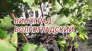 Виноград . Сорт - ВОЛГОГРАДСКИЙ .