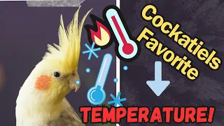 What's Cockatiels' Ideal Temperature?