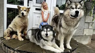 Adorable Little Girl Plays With Her Dogs And Cat! (Cutest Ever!!)