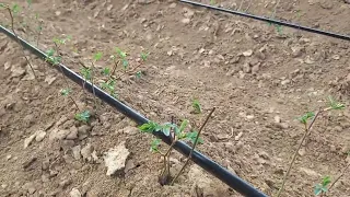 Весна 2024 год окулянты тронулись в рост!!!🌱🌱🌱🌹🌹🌹🌹🌹