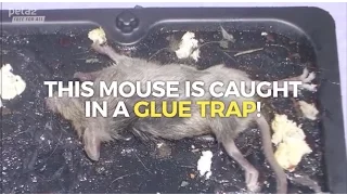 Why You Should Never Use a Glue Trap