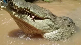 2,000 kilo crocodile Costa Rica
