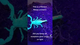 Scorpion glowing under ultraviolet light. like and subscribe for more #wowencounters #scorpion